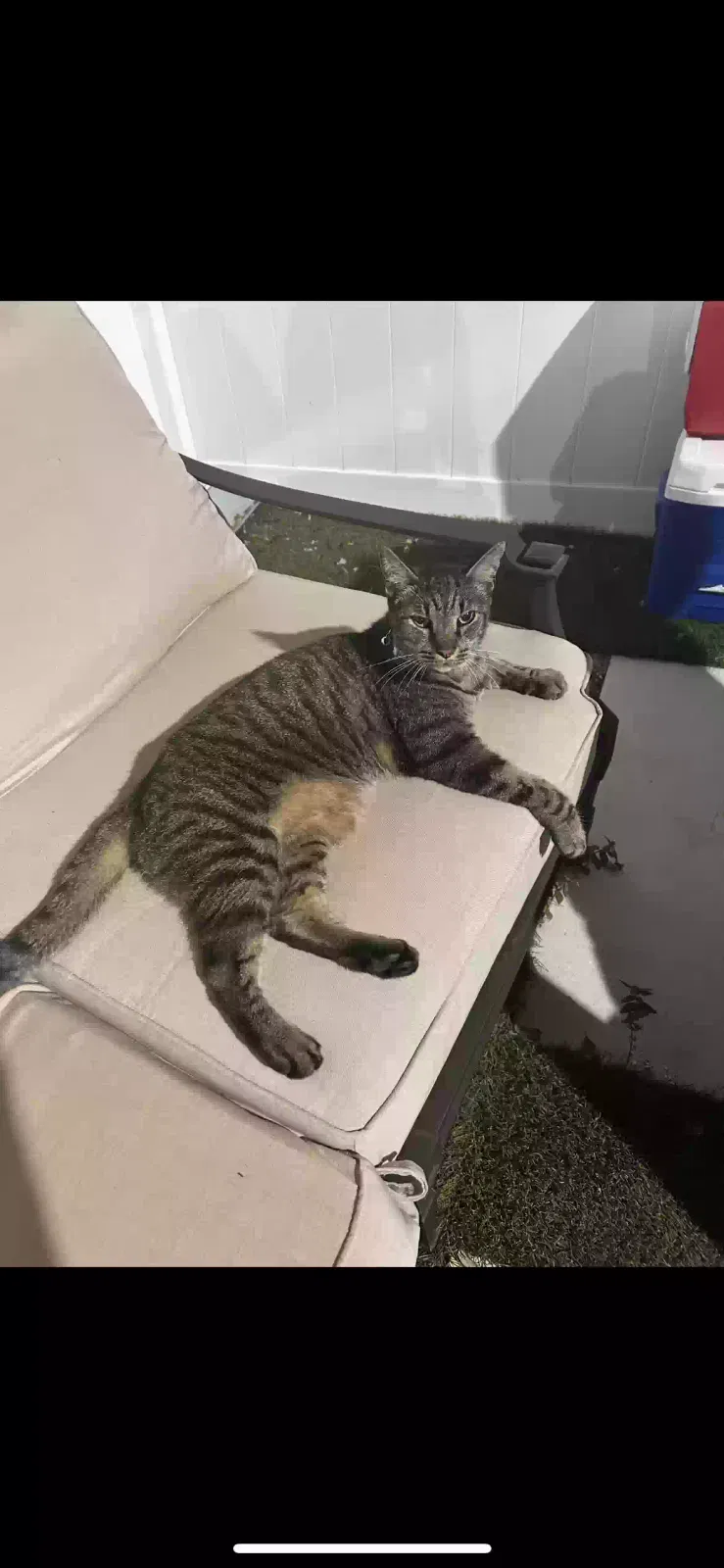 Lost cat in Pompano Beach, FL, 33063
