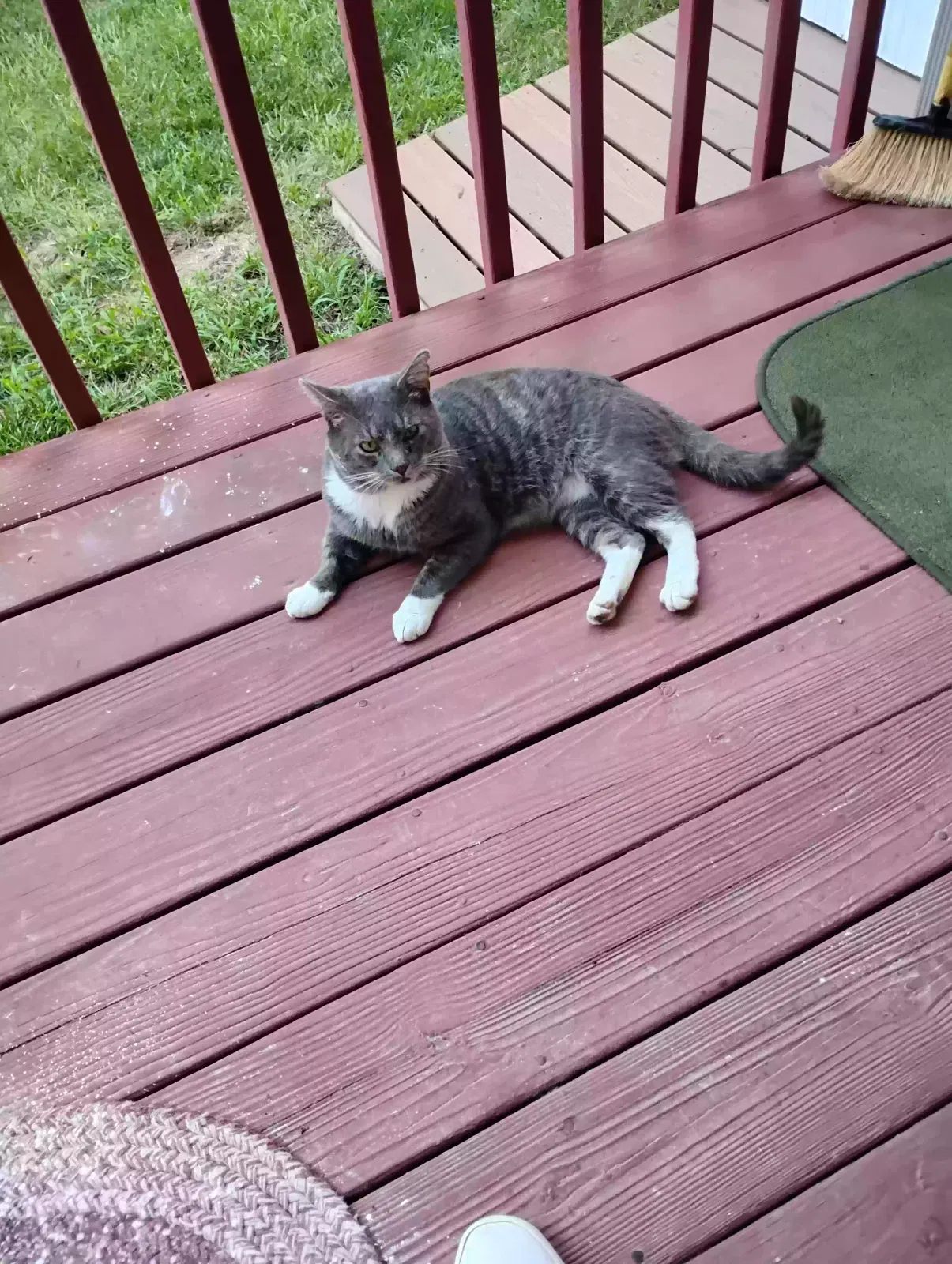 Found Cat
