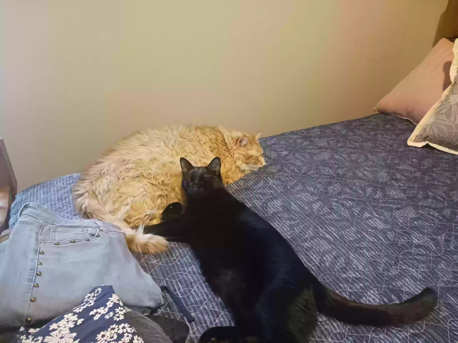 Lost cat in South Saint Paul, MN, 55075