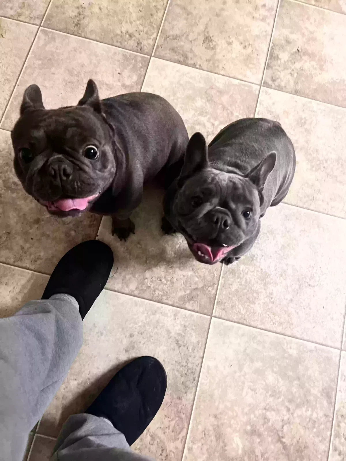 Lost dog in Fort Hood, TX, 76544