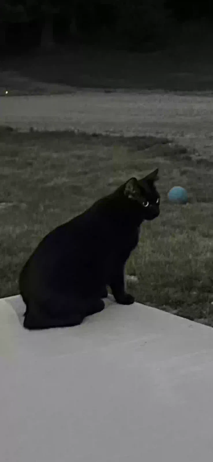 Lost cat in East Leroy, MI, 49051
