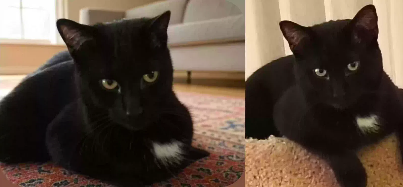 Lost cat in Staten Island, NY, 10312