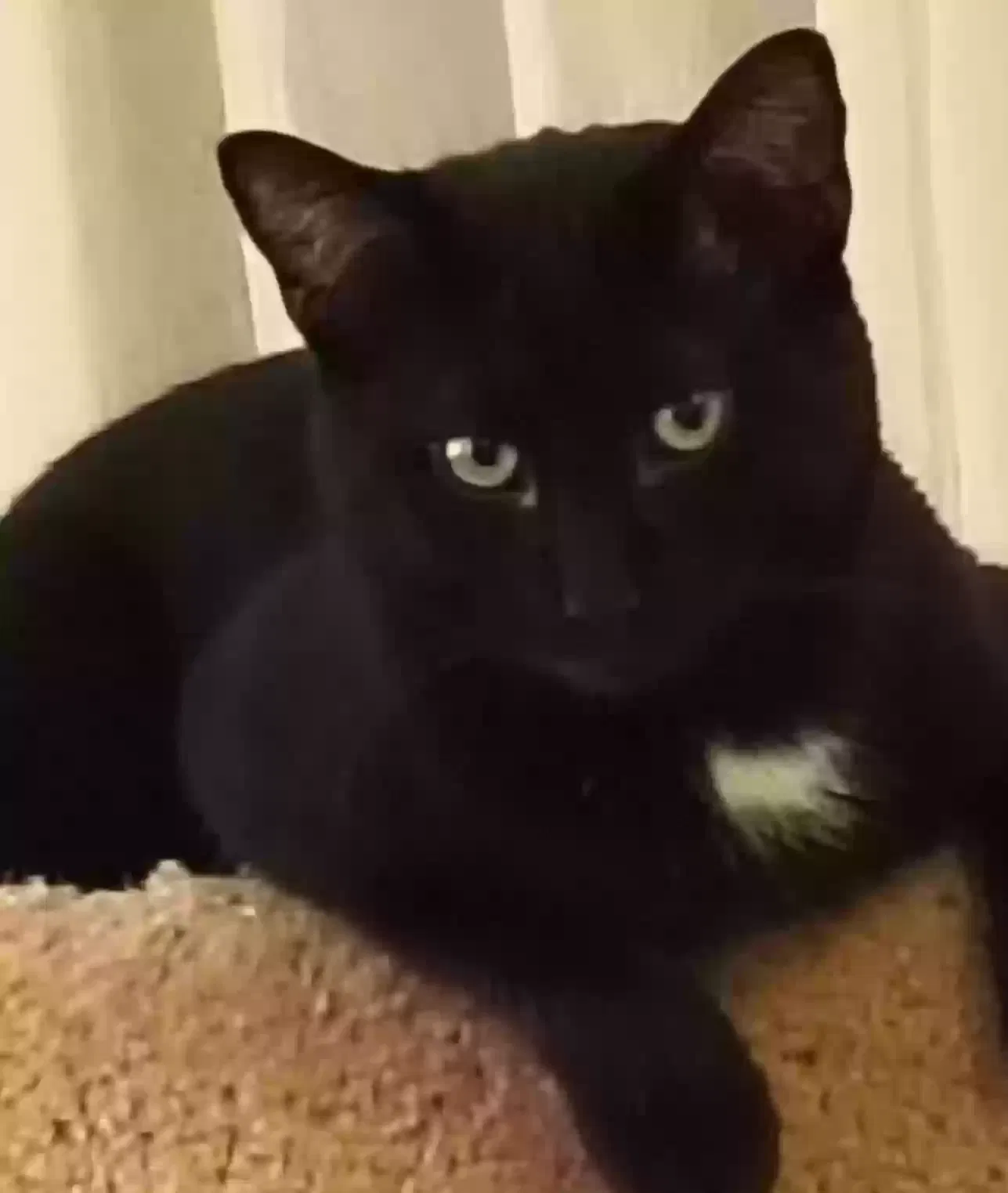Lost cat in Staten Island, NY, 10312