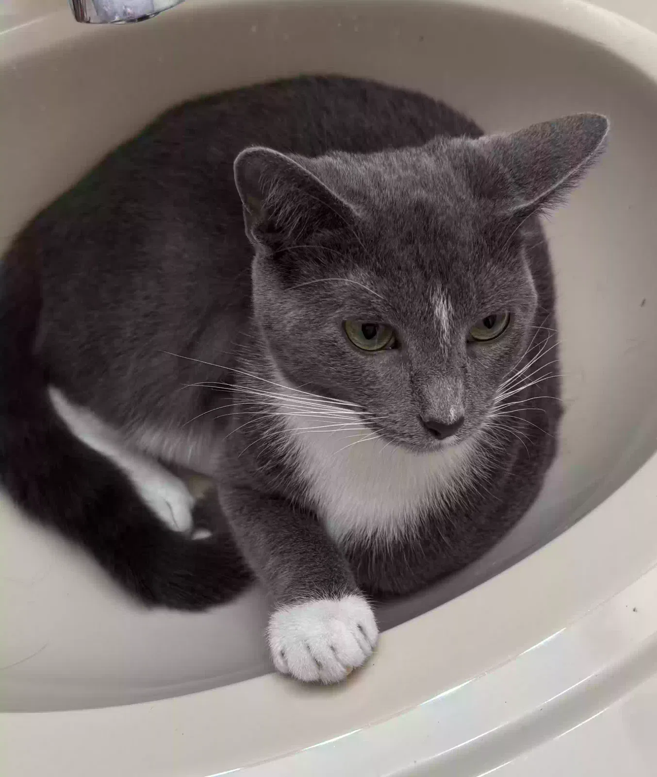 Lost cat in Sebring, FL, 33870