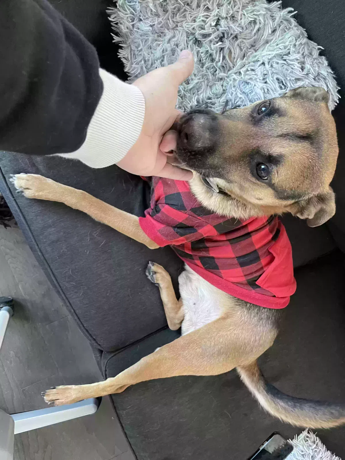Lost dog in Denver, CO, 80216