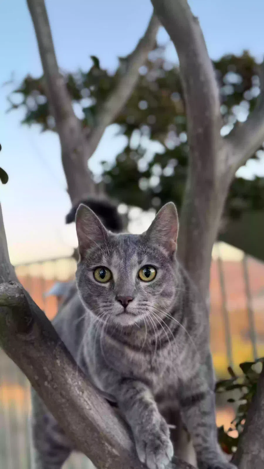 Lost cat in San Marcos, CA, 92078