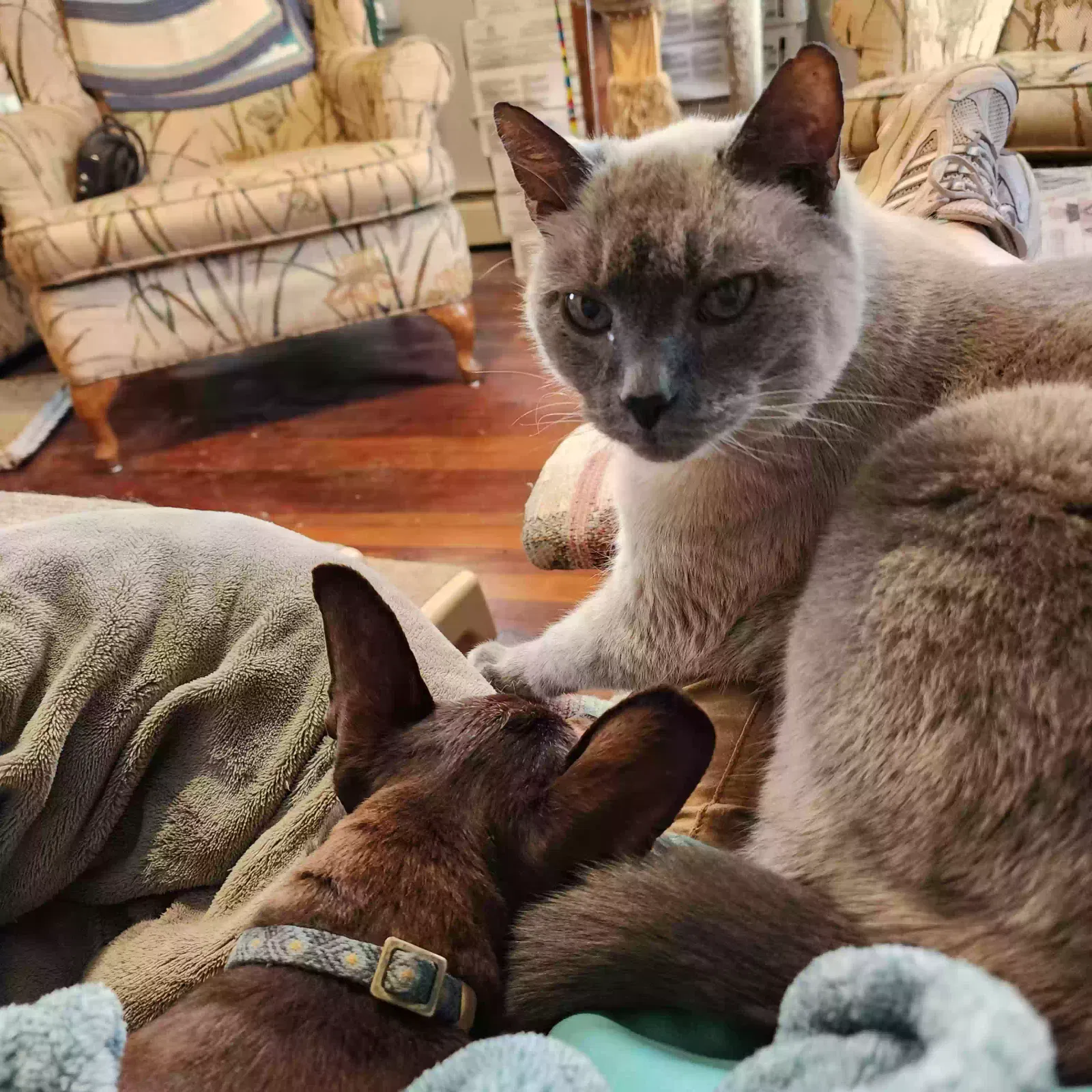 Lost cat in Arroyo Grande, CA, 93420