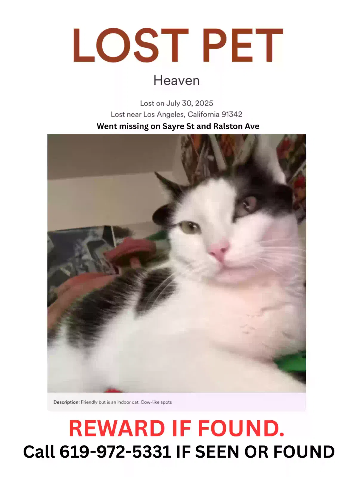 Lost cat in Sylmar, CA, 91342