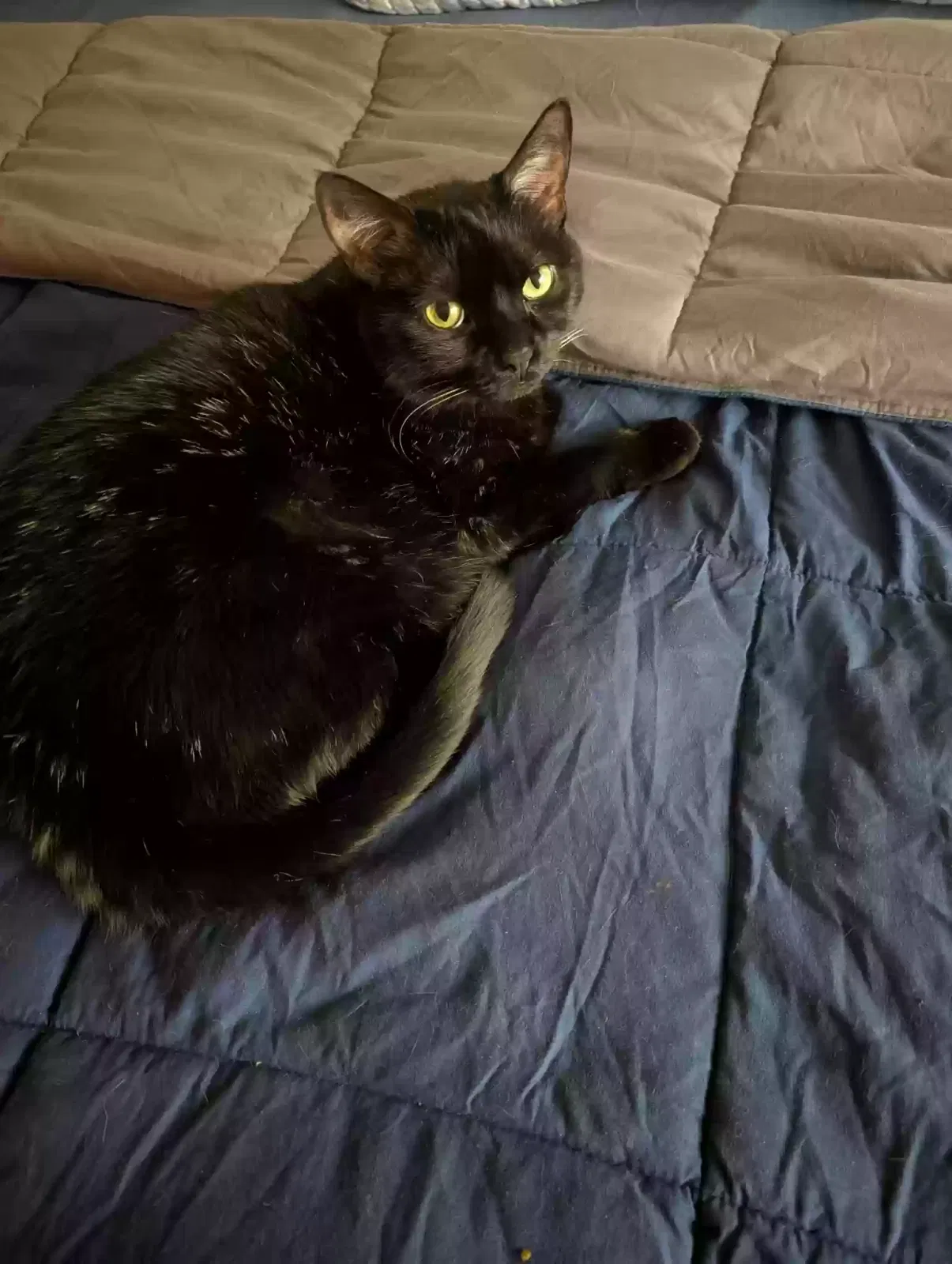 Lost cat in Glen Allen, VA, 23060