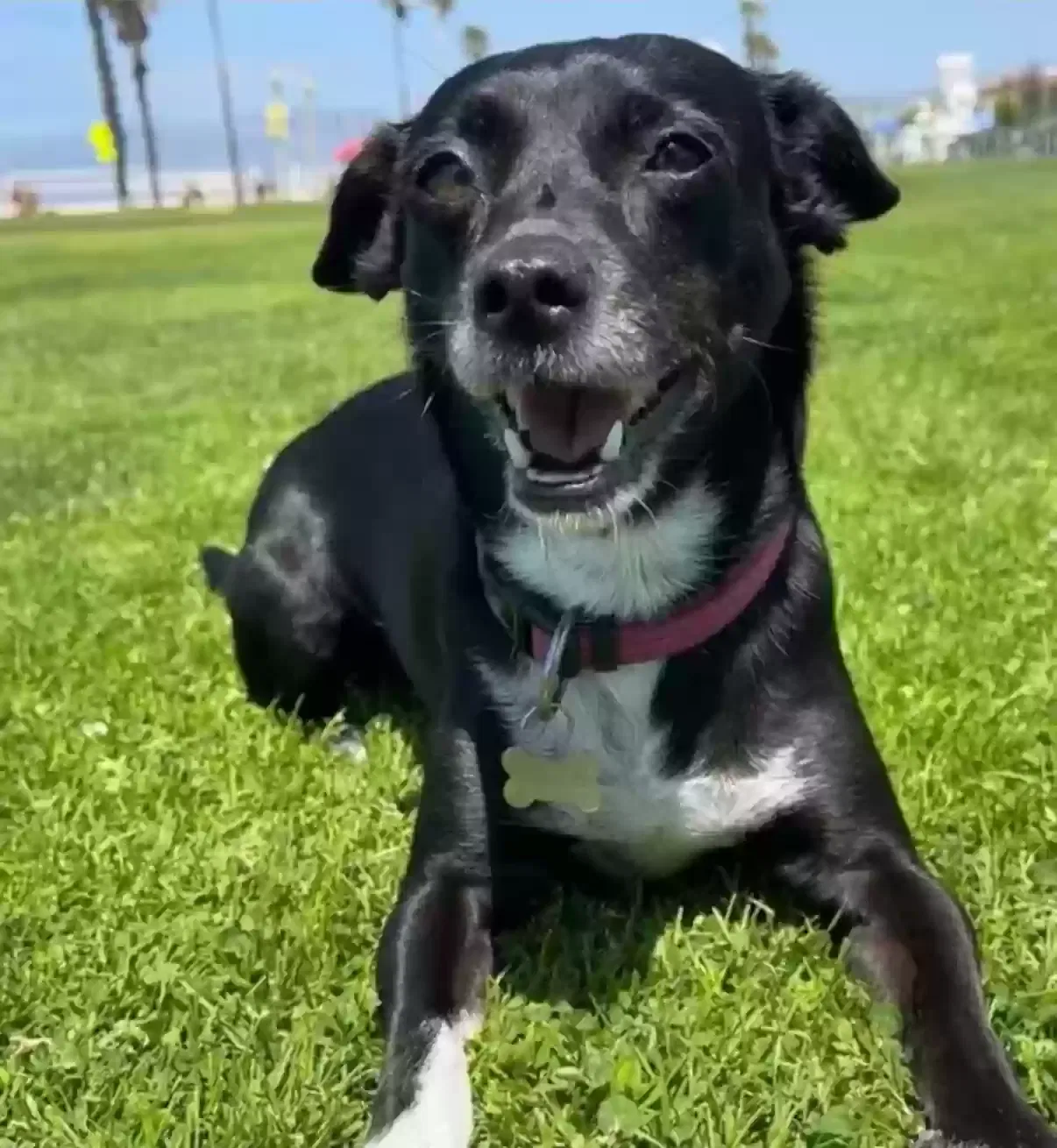 Lost dog in Santa Monica, CA, 90404