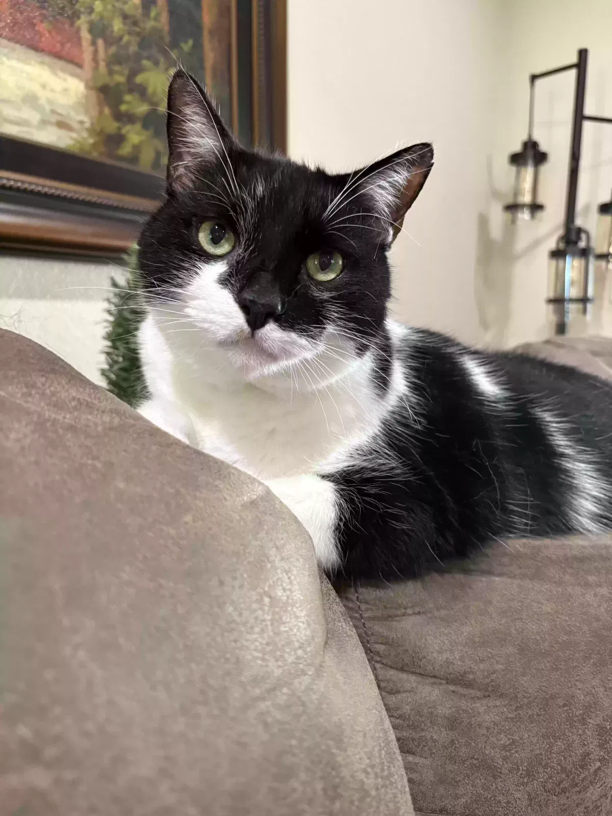 Lost cat in Little Elm, TX, 75068