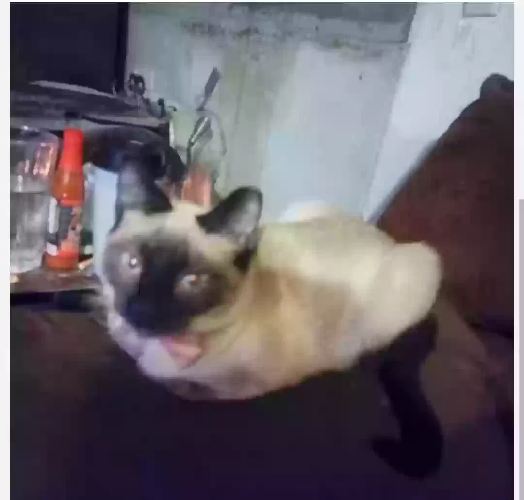 Lost cat in Colorado Springs, CO, 80906