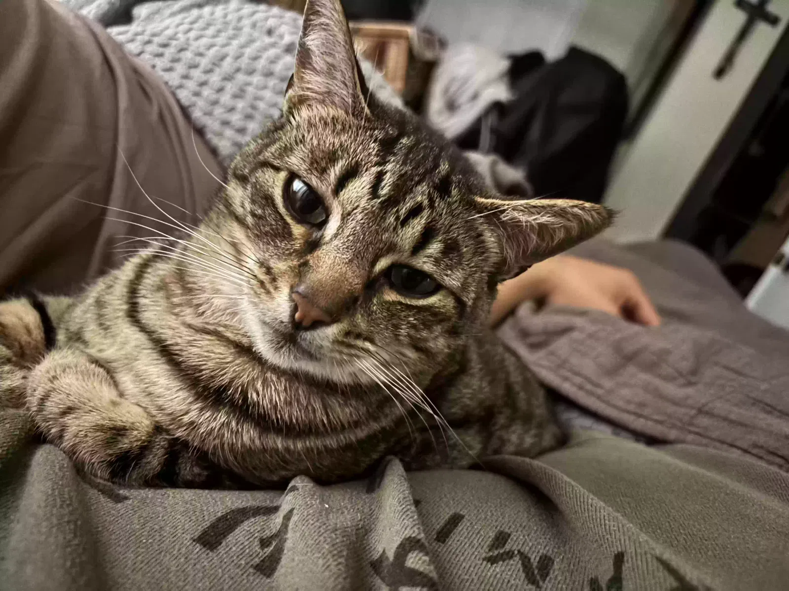 Lost cat in Hayward, CA, 94541