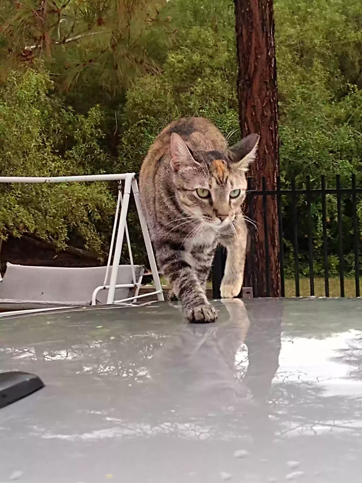 Lost cat in Phoenix, AZ, 85042