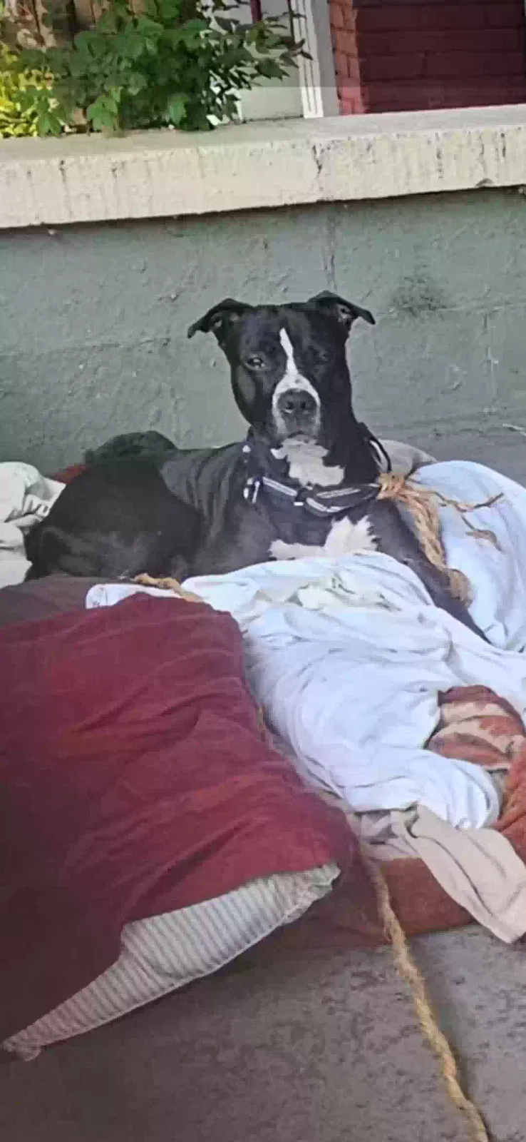 Lost dog in Louisville, KY, 40203