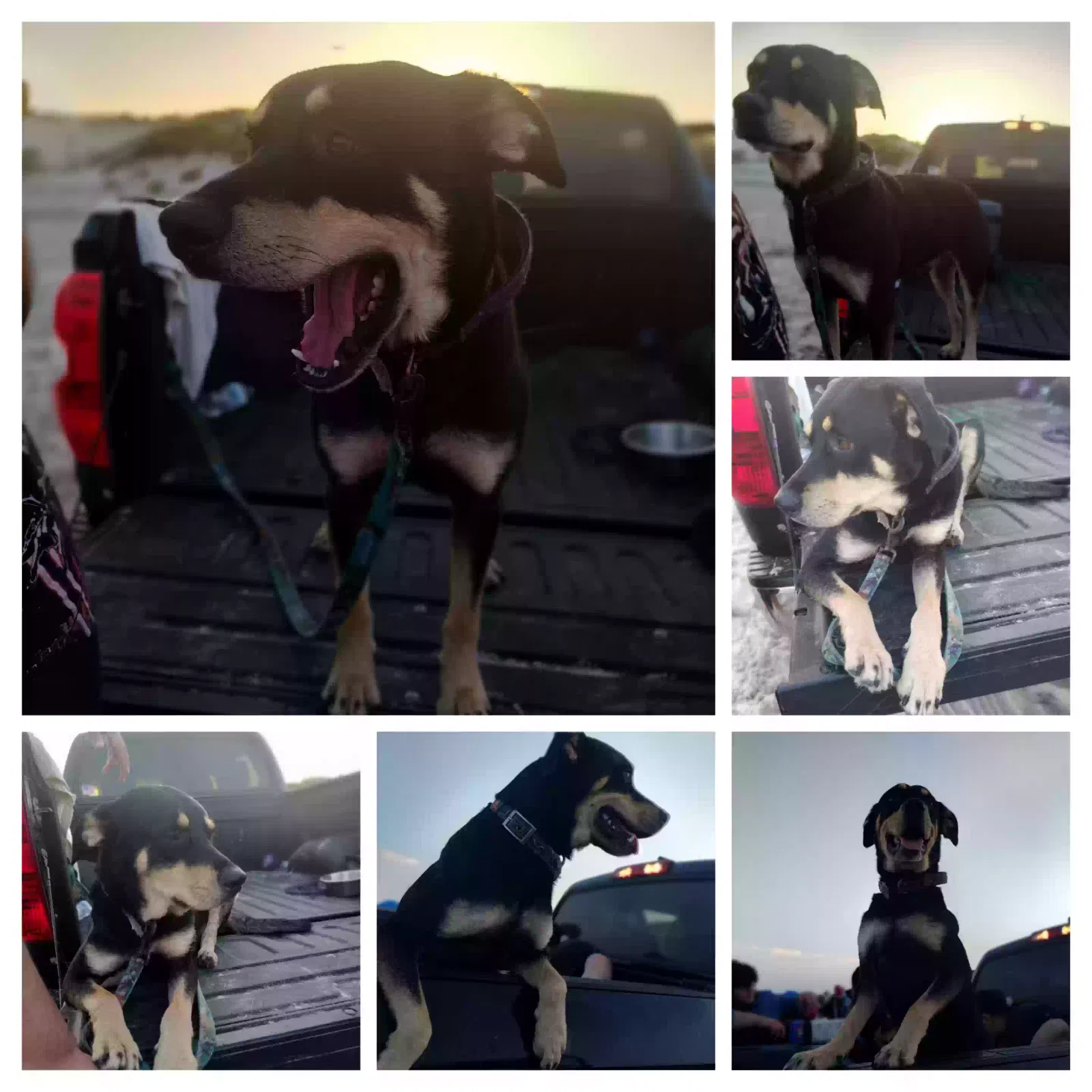 Lost dog in Corpus Christi, TX, 78416
