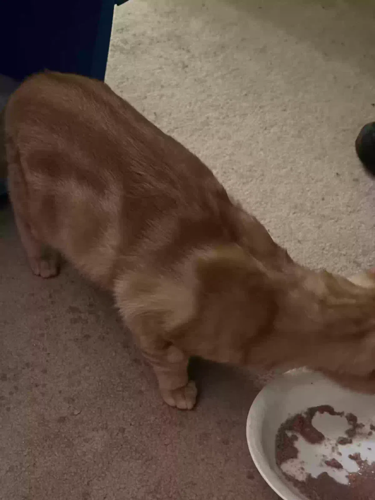 Found cat in Dahlonega, GA, 30533