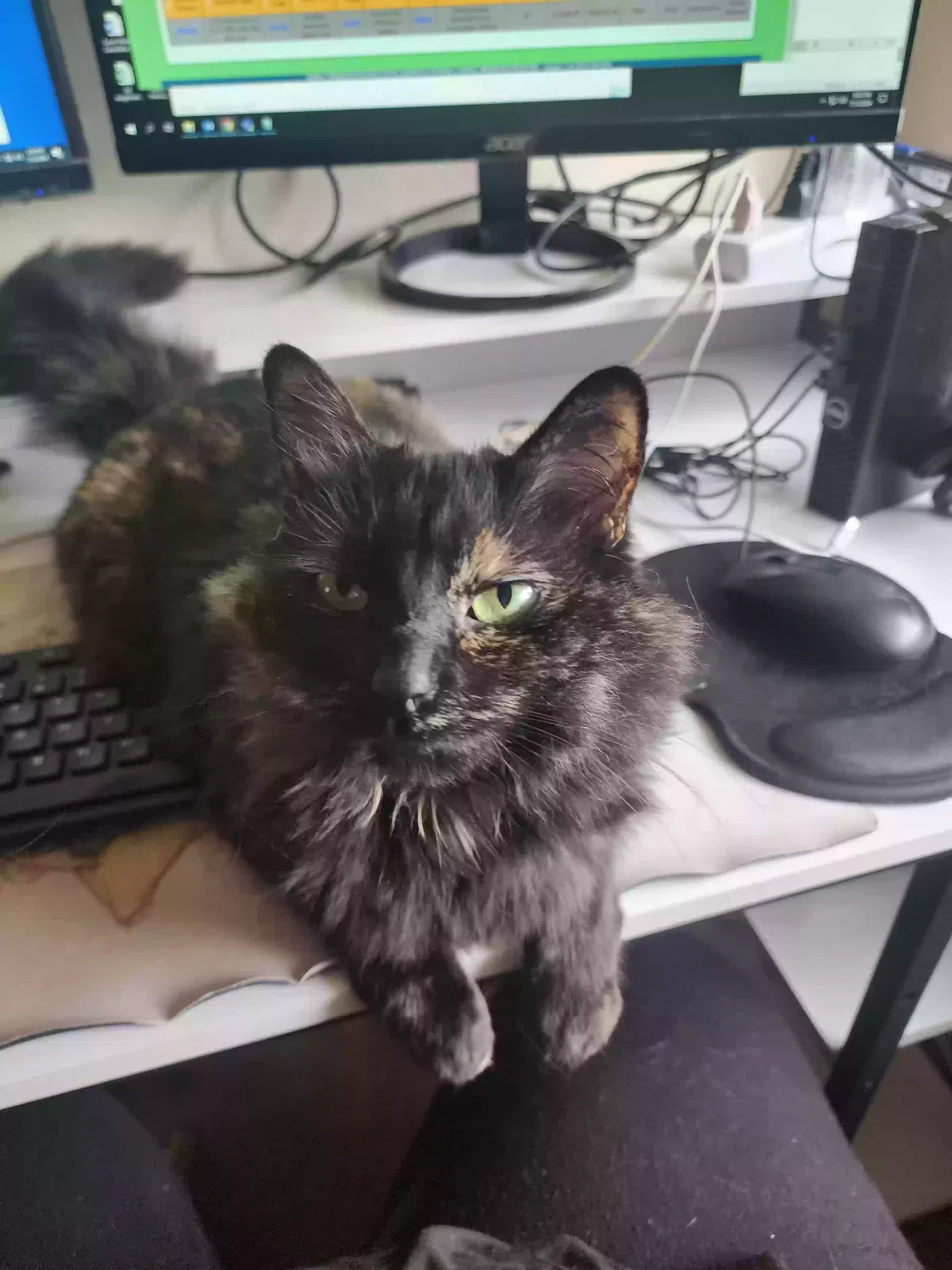 Lost cat in Humble, TX, 77346
