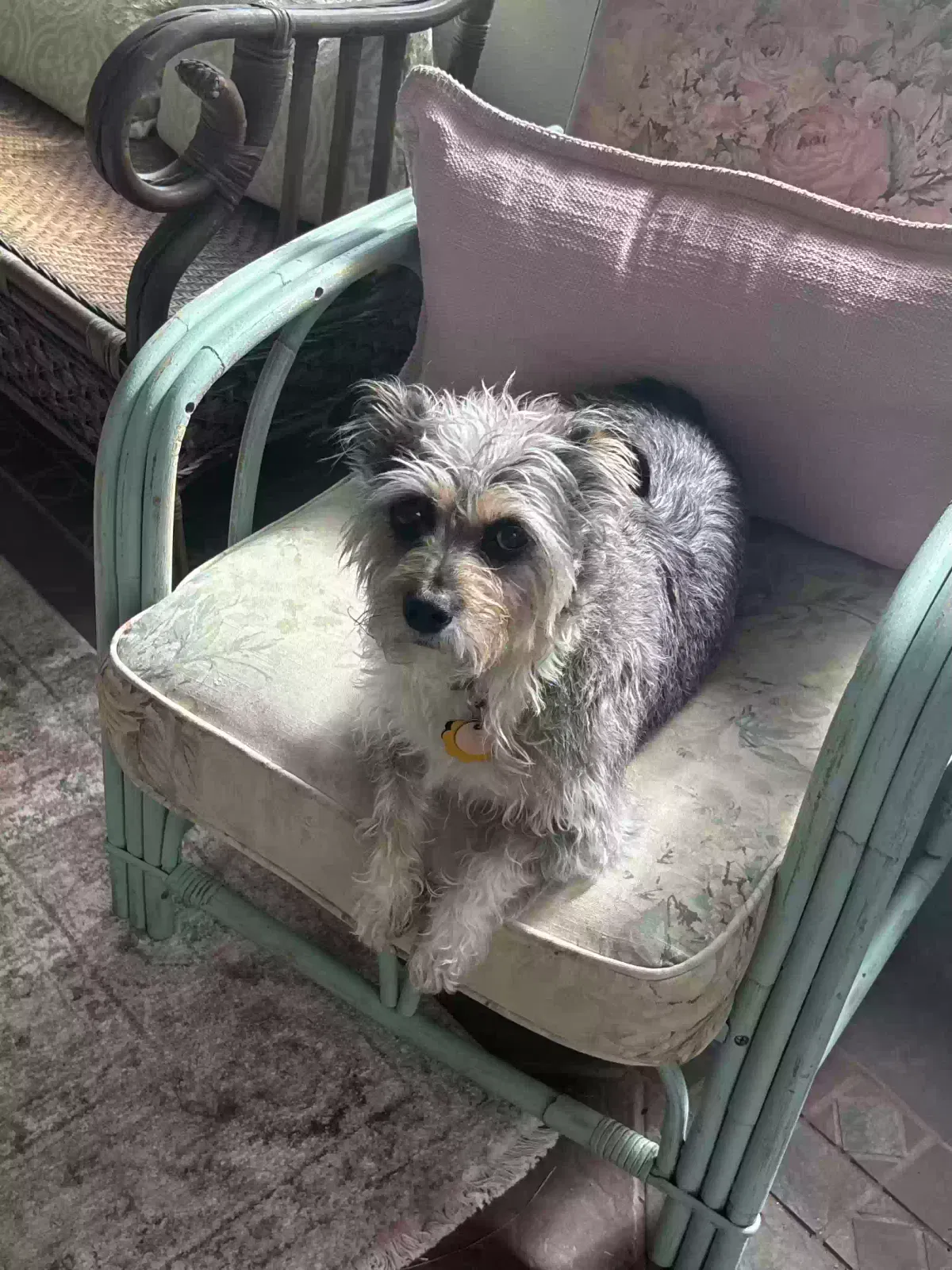 Lost dog in Tampa, FL, 33611