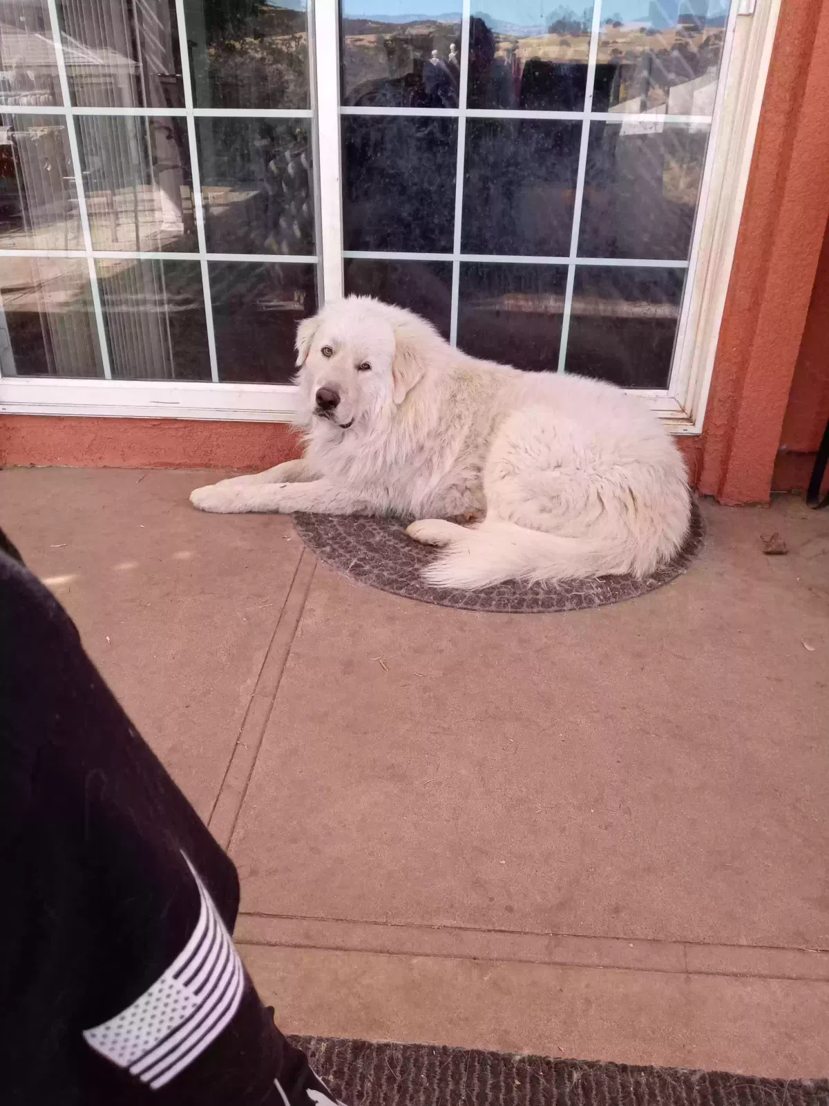 Lost dog in Salinas, CA, 93907
