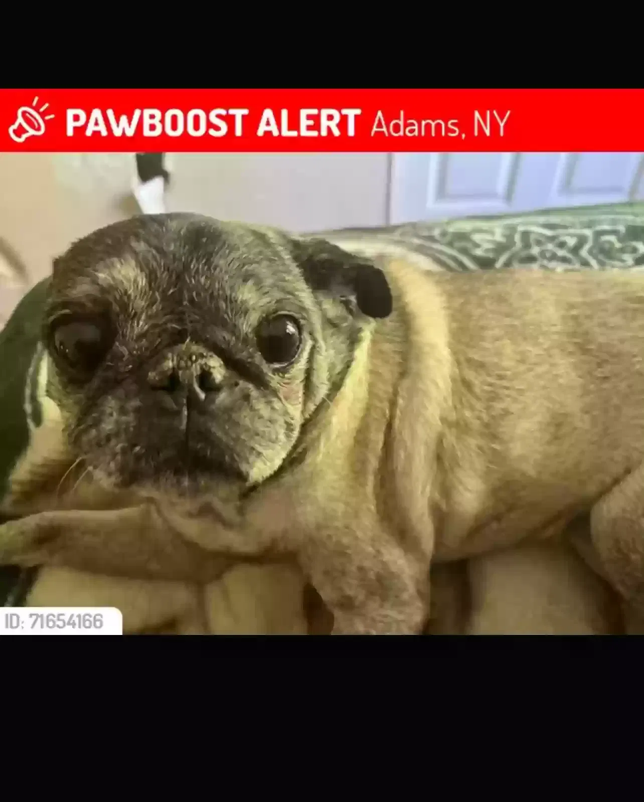 Lost dog in Adams, NY, 13605