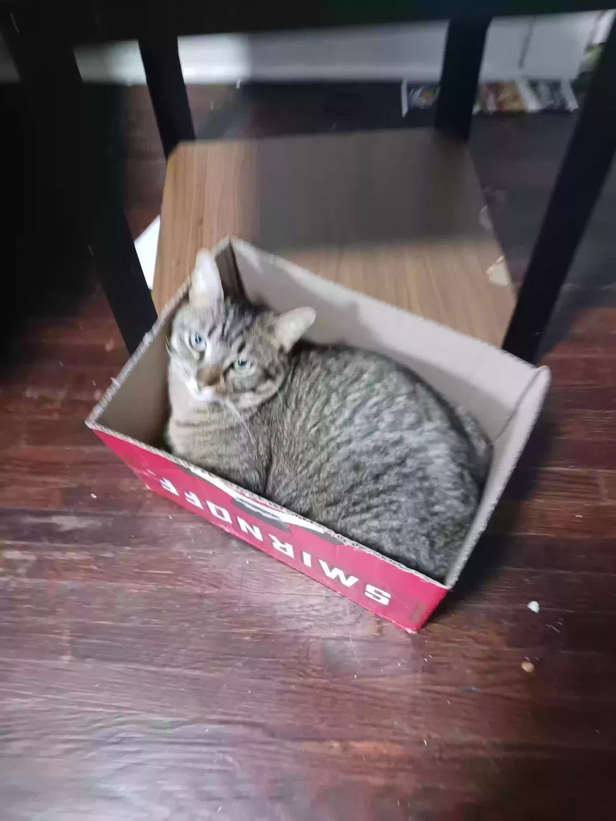 Lost cat in Buffalo, NY, 14217