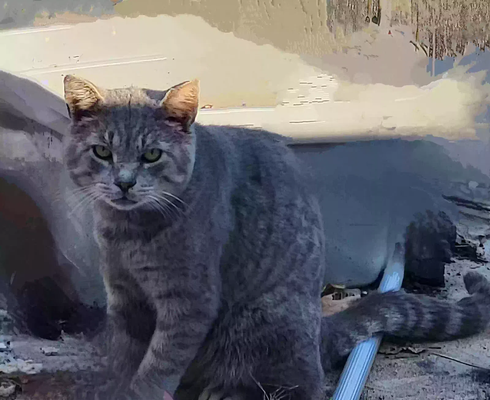 Lost cat in Roanoke, VA, 24019