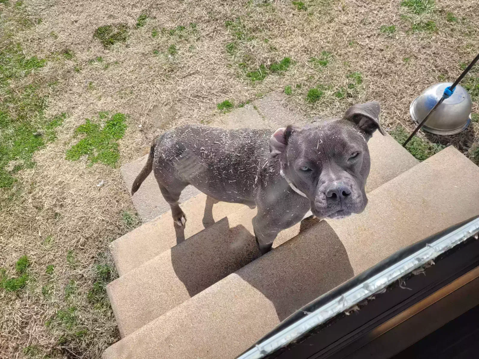 Lost dog in Prague, OK, 74864
