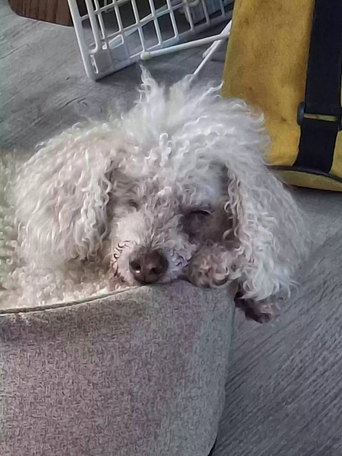 Lost dog in Fort Myers Beach, FL, 33931
