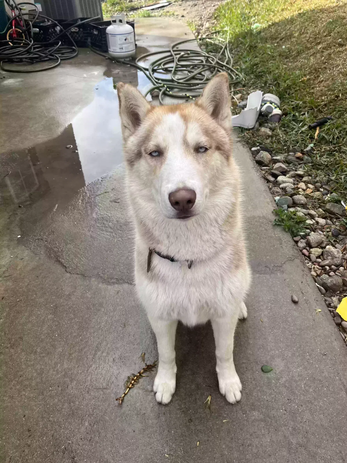 Lost dog in Fontana, CA, 92336