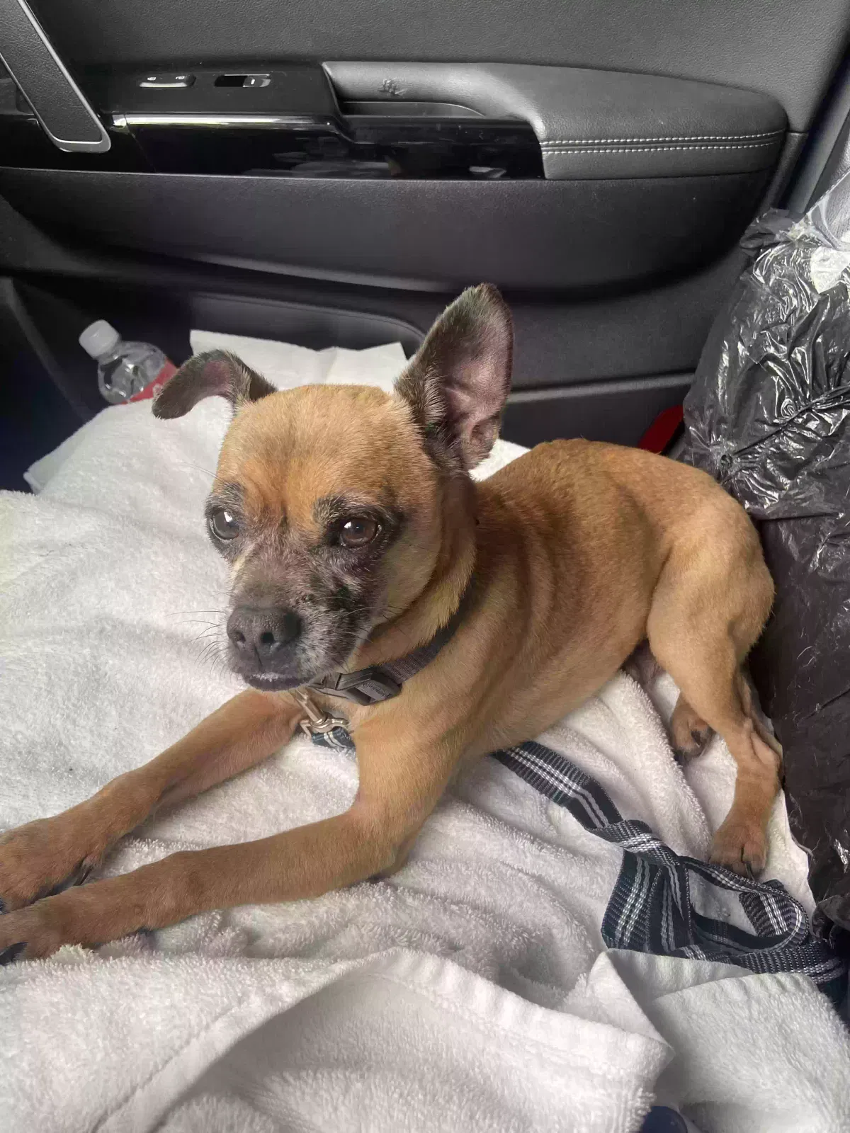 Found dog in Fort Worth, TX, 76102