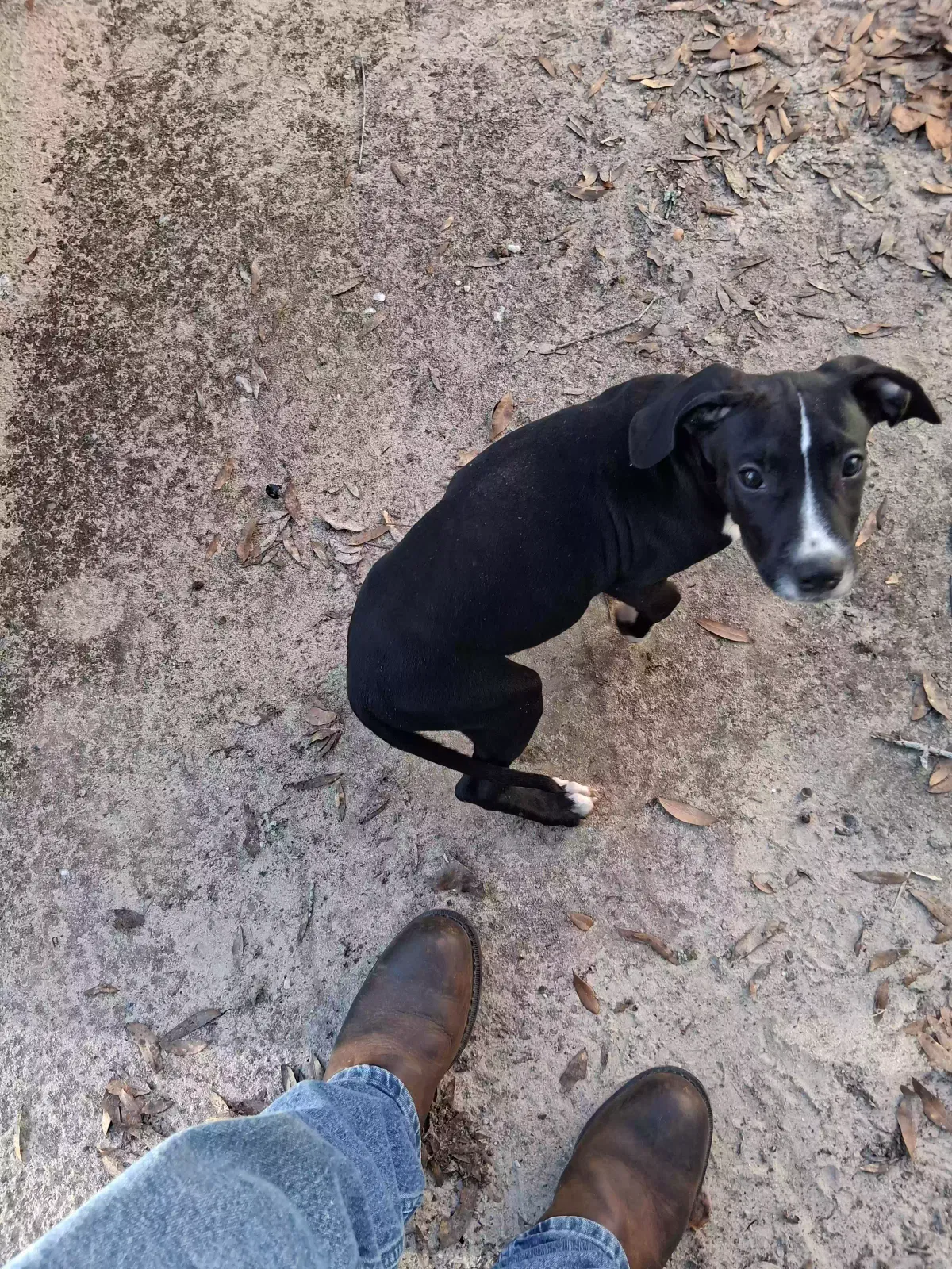 Found dog in Milton, FL, 32583