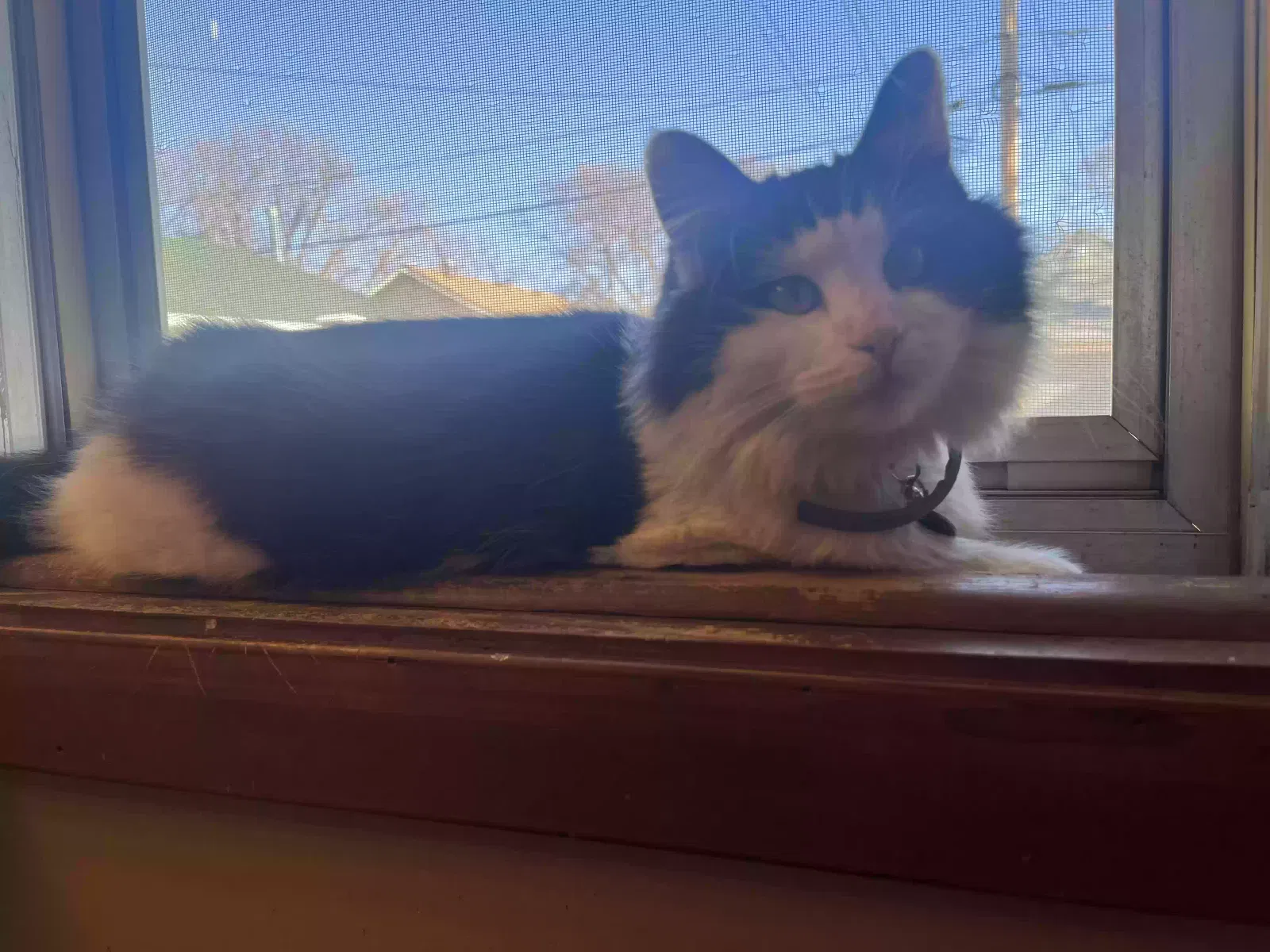 Lost cat in Pittsburgh, PA, 15234