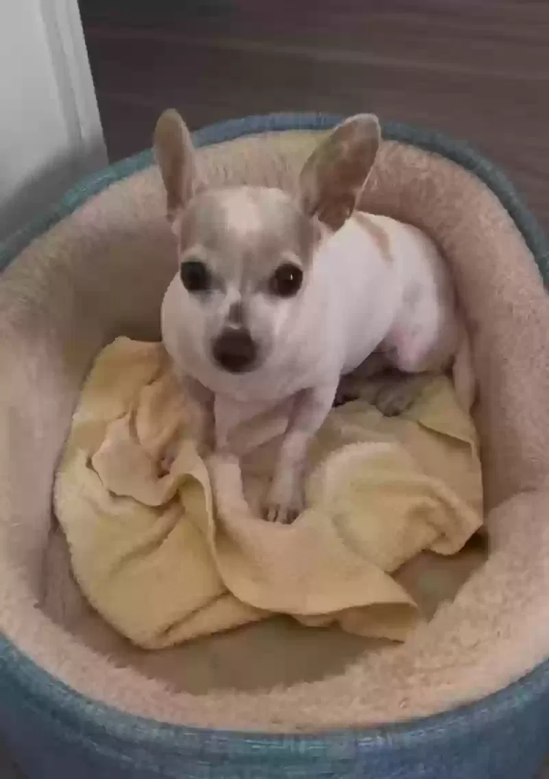 Lost dog in Clearwater, FL, 33765