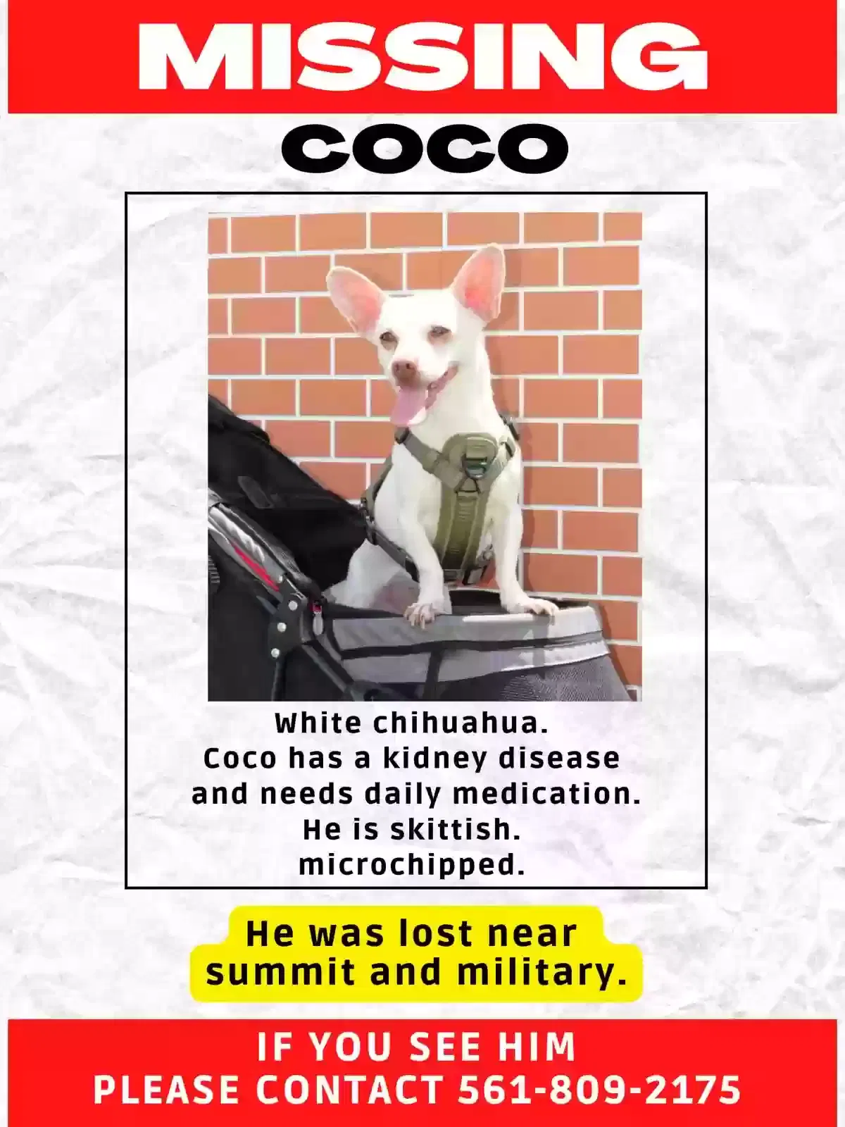Lost dog in West Palm Beach, FL, 33415