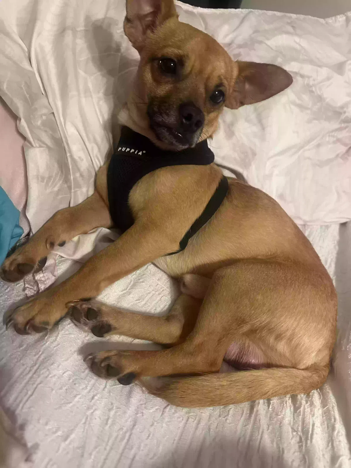 Lost dog in Conover, NC, 28613