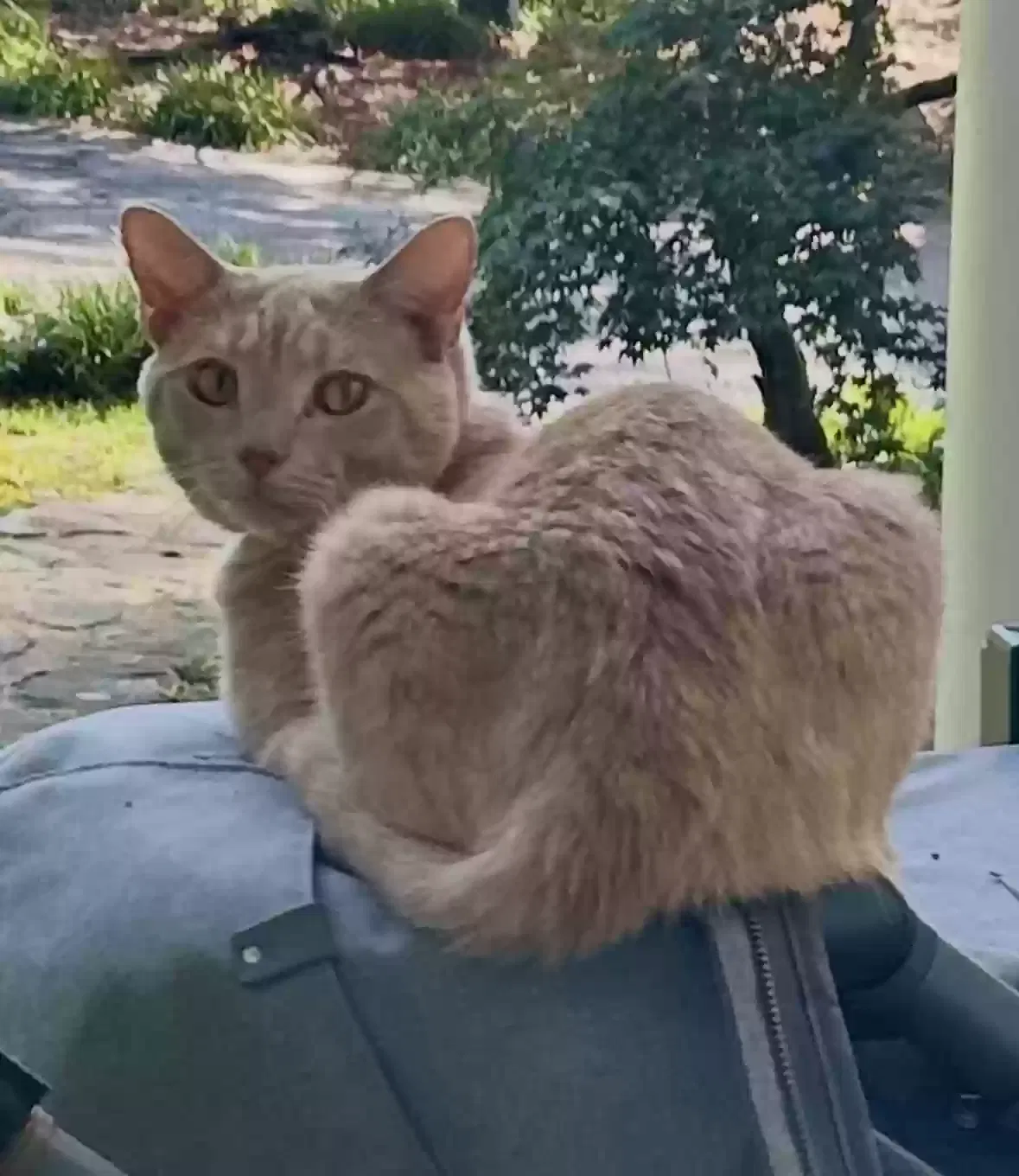 Lost cat in Clemson, SC, 29631