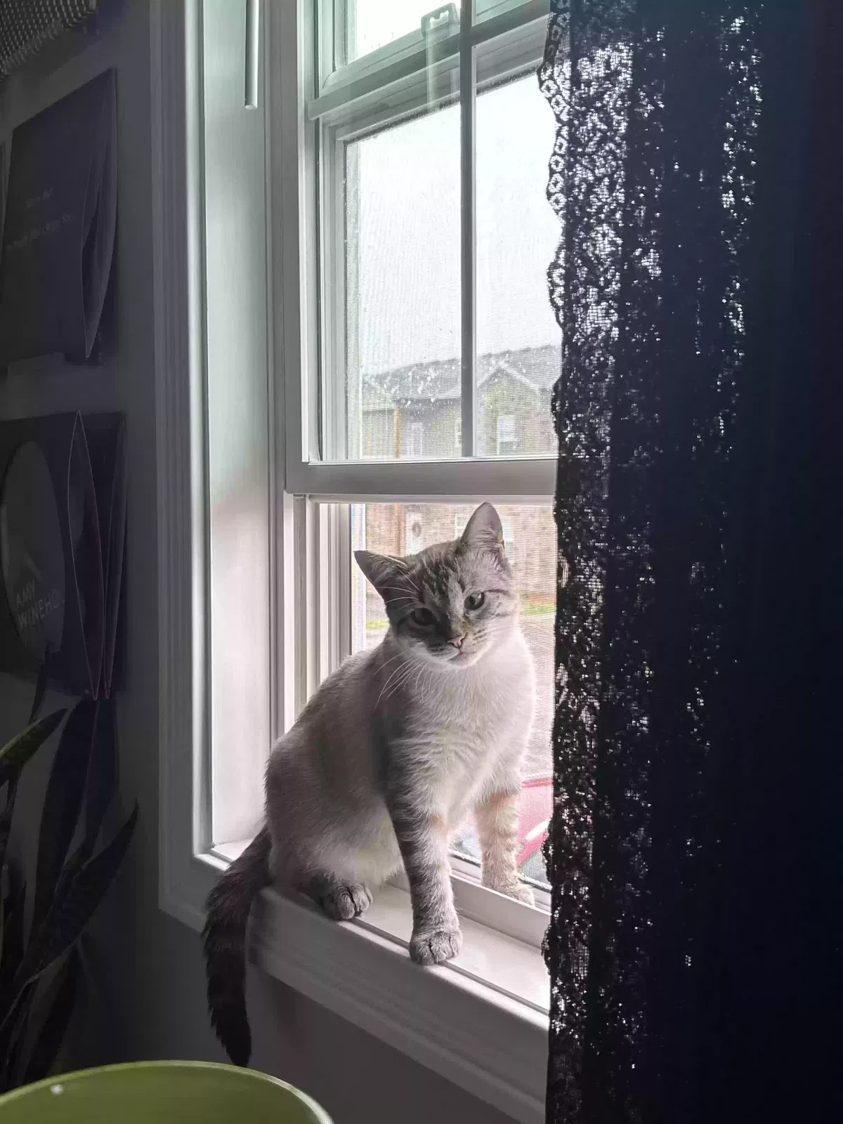 Lost cat in Augusta, GA, 30906