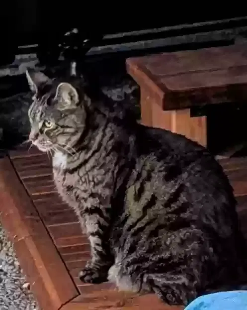 Lost cat in Federal Way, WA, 98003