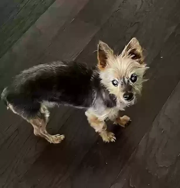 Lost dog in Winter Springs, FL, 32708