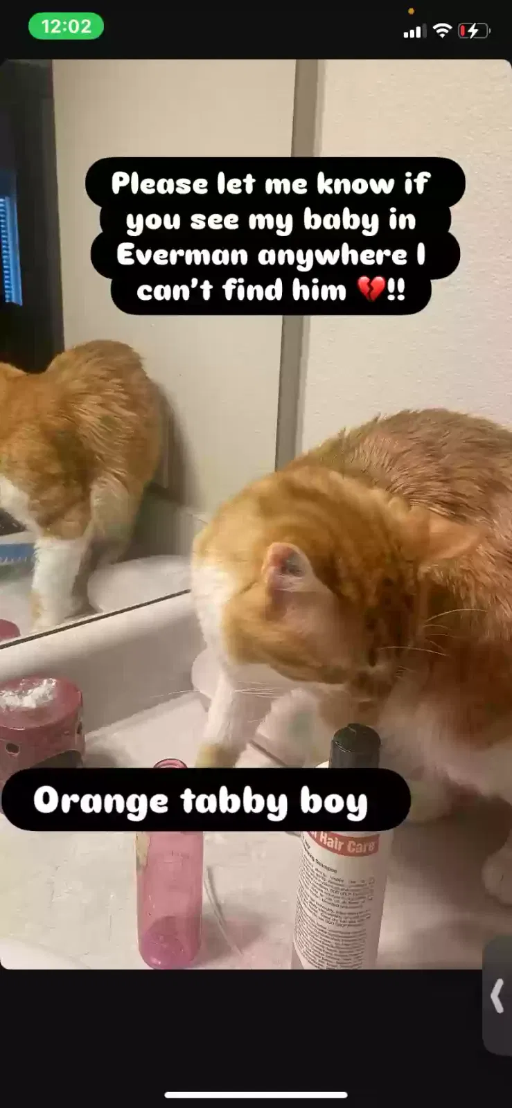 Lost cat in Fort Worth, TX, 76140