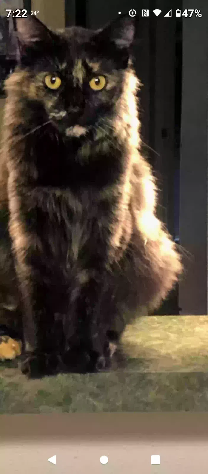 Lost cat in Cypress, TX, 77429
