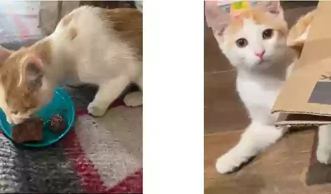 Lost cat in Desert Hot Springs, CA, 92240
