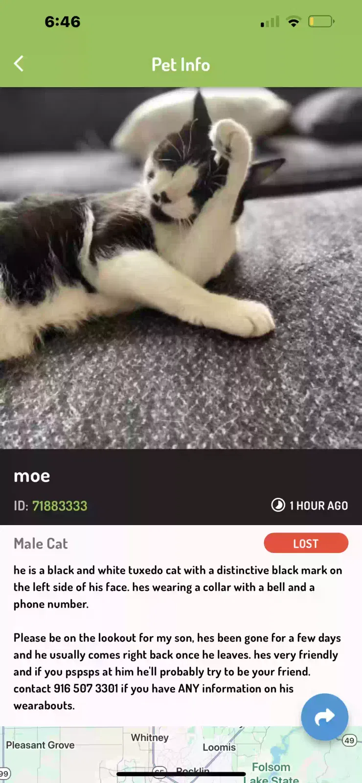 Lost cat in Citrus Heights, CA, 95610