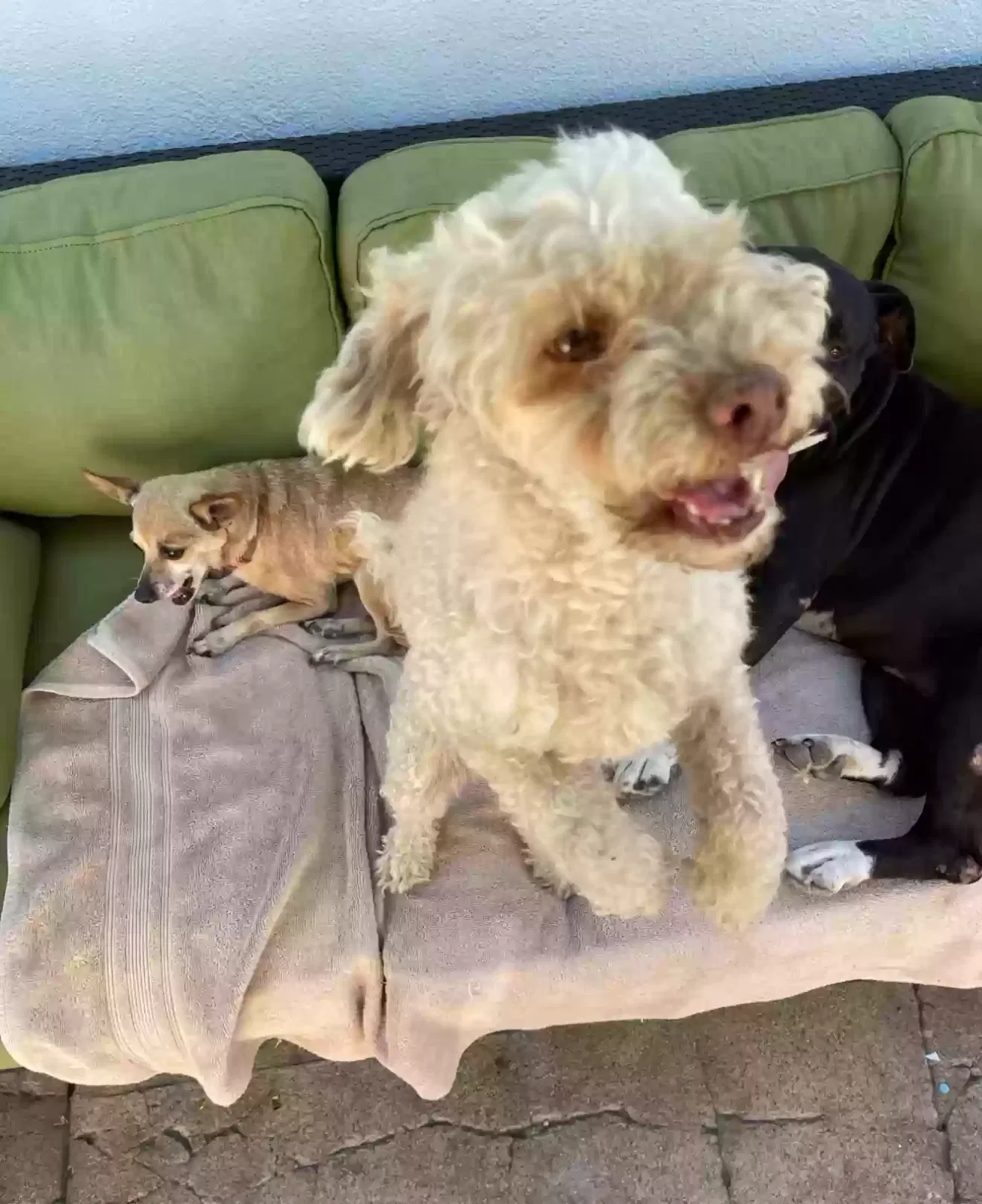 Lost dog in Inglewood, CA, 90301