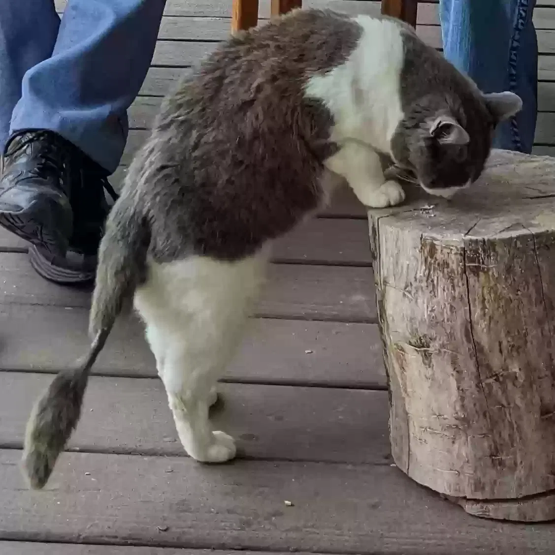 Lost cat in Watertown, TN, 37184