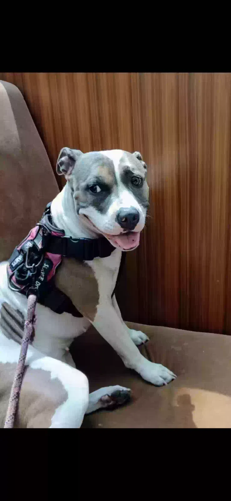 Lost dog in Newark, NJ, 7114