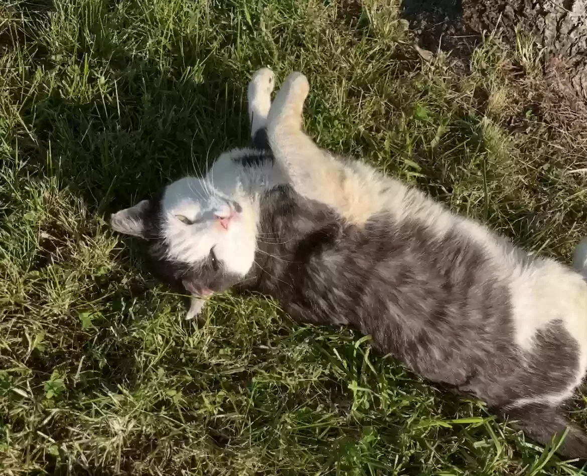 Lost cat in Rockvale, TN, 37153
