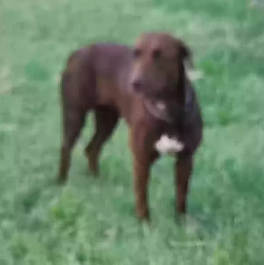 Found dog in Oklahoma City, OK, 73120