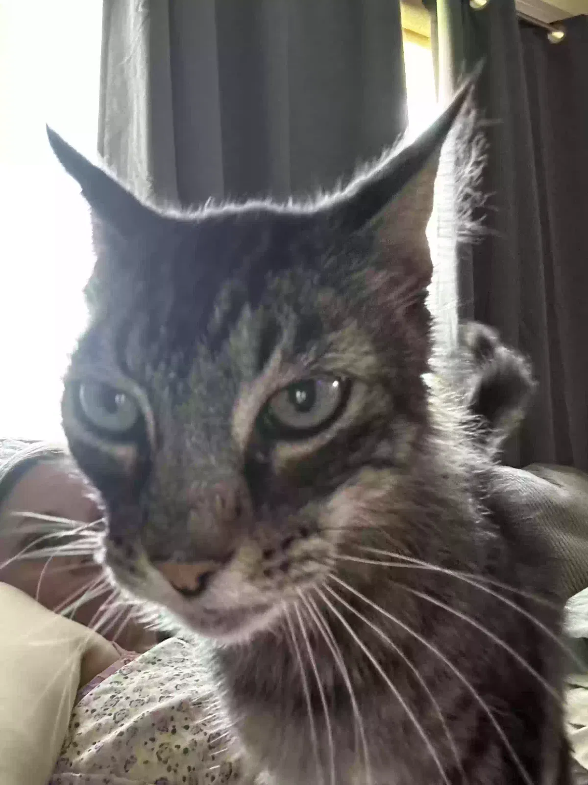 Lost cat in Clarksville, AR, 72830